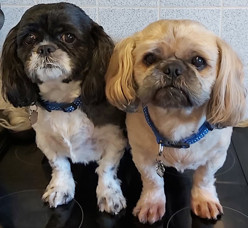 Two freshly groomed shih tzus sitting side by side against the tiled salon wall