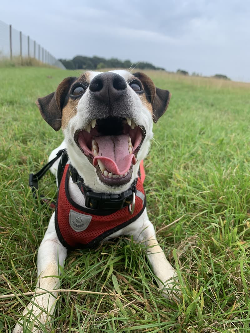 A Jack Russell terrier in a red harness grinning in a grassy field